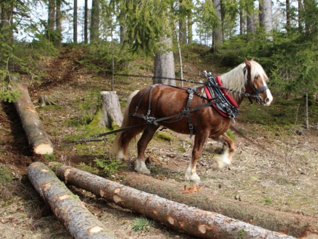 Pferderückung im Centerparks Allgäu