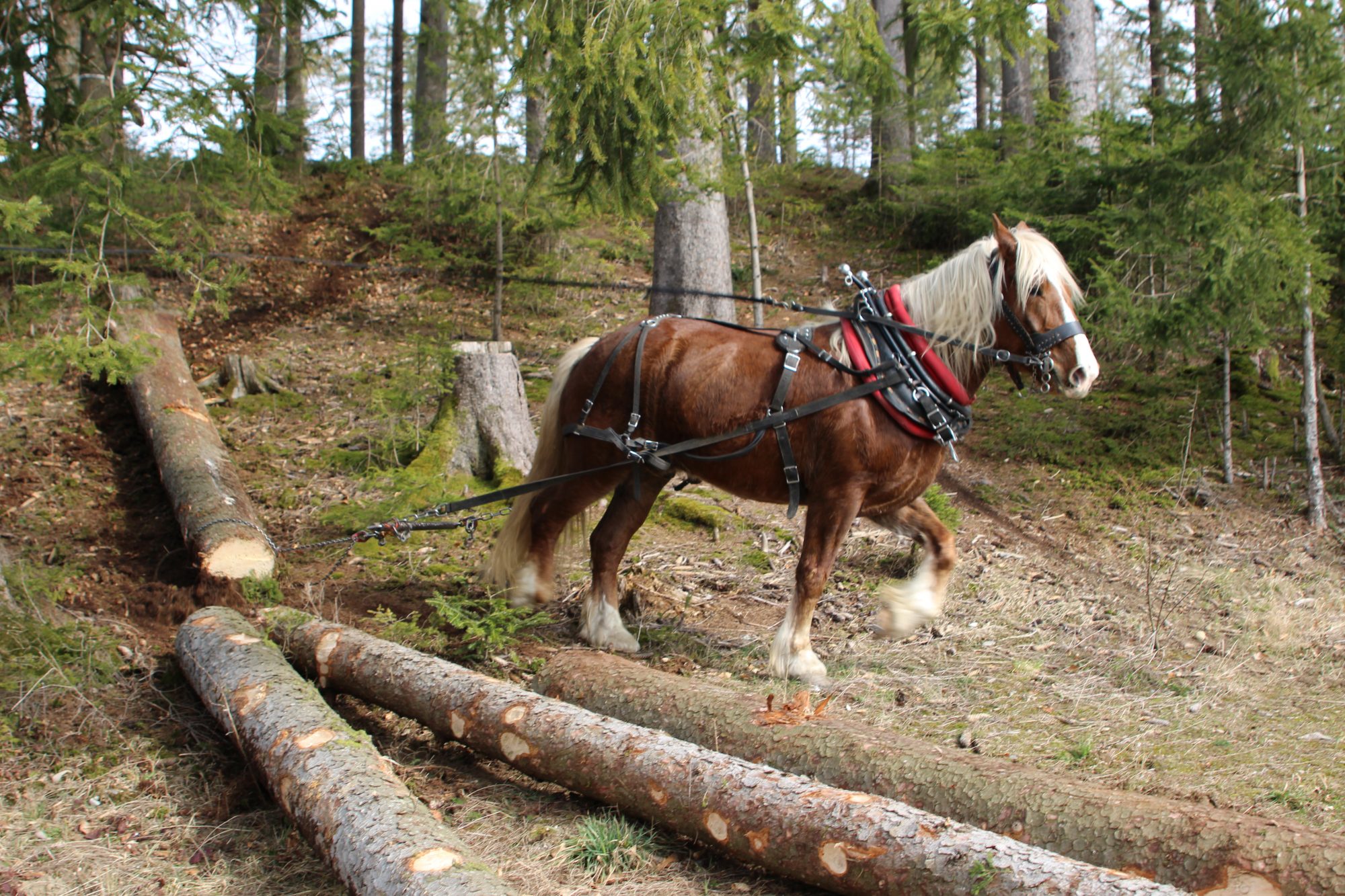 Pferderückung im Centerparks Allgäu